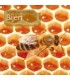 Bijen, fascinerend, essentieel en bedreigd