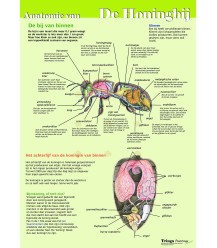 Anatomie van de honingbij inwendig, poster