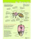 Anatomie van de honingbij inwendig, poster