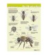 Anatomie van de honingbij uitwendig, poster