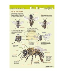 Anatomie van de honingbij uitwendig, A4 kaart