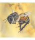 Ansichtkaart groot honingbij geel