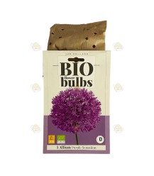 Allium purple sensation 5 stuks  (bloembollen, bio)