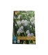 Grote Sneeuwvlok Leucojum Gravetye giant mix 3 stuks (bloembollen)