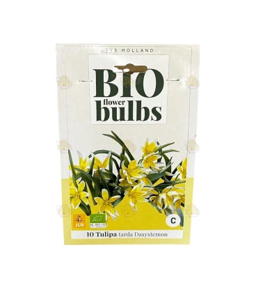 Tulipa tarda Dasystemon, 10 stuks (bloembollen, bio)