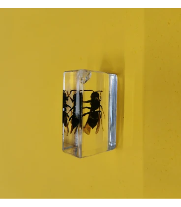 Educatief model Aziatische hoornaar (Vespa Velutina) BeeFun®