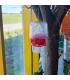 Selectieve Aziatische hoornaarval met diffusietechnologie - BeeFun® x Good4Bees