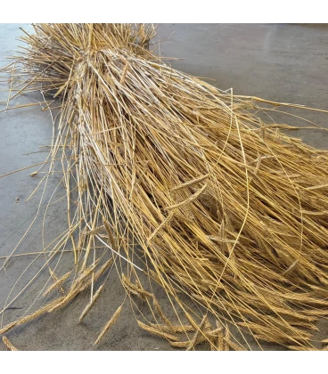 Roggestro bundel lang - 3 kg [AFHALEN IN THOLEN]