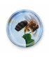 Bij op appelbloem, 63 mm TO deksel, 60 stuks