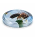 Bij op appelbloem, 63 mm TO deksel, 60 stuks