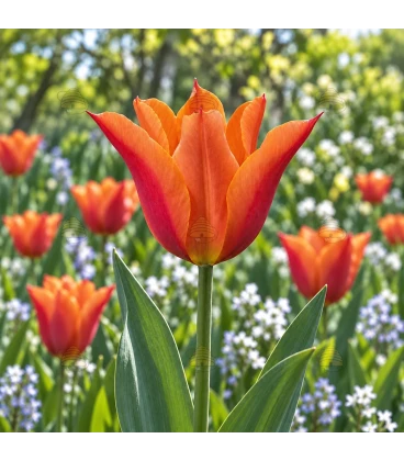 BIO Leliebloemige tulp 'Ballerina' - 7 bloembollen