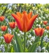 BIO Leliebloemige tulp 'Ballerina' - 7 bloembollen