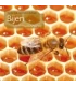 Bijen, fascinerend, essentieel en bedreigd