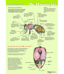 Anatomie van de honingbij inwendig, poster