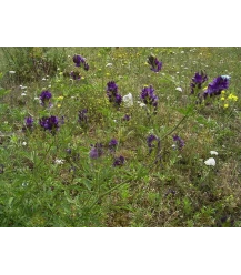 Luzerneklaver (Medicago sativa)