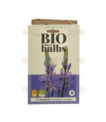 Camassia Leichtlinii Caerulea 2 stuks (bloembollen, bio)