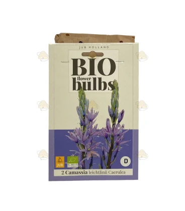 Camassia Leichtlinii Caerulea 2 stuks (bloembollen, bio)