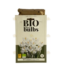 Crocus Jeanne d'Arc 10 stuks (bloembollen, bio)