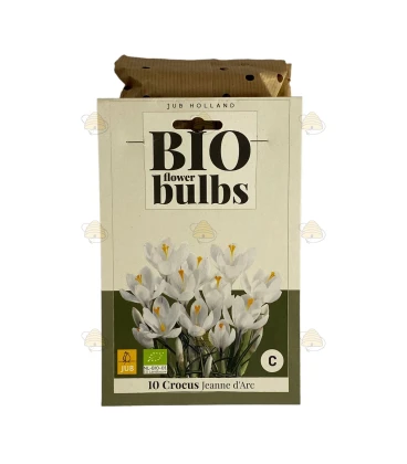 Crocus Jeanne d'Arc 10 stuks (bloembollen, bio)